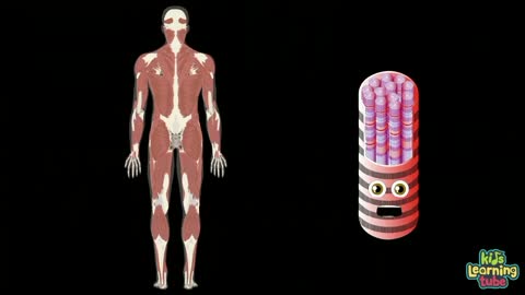 Human Body For Kids (Educational)