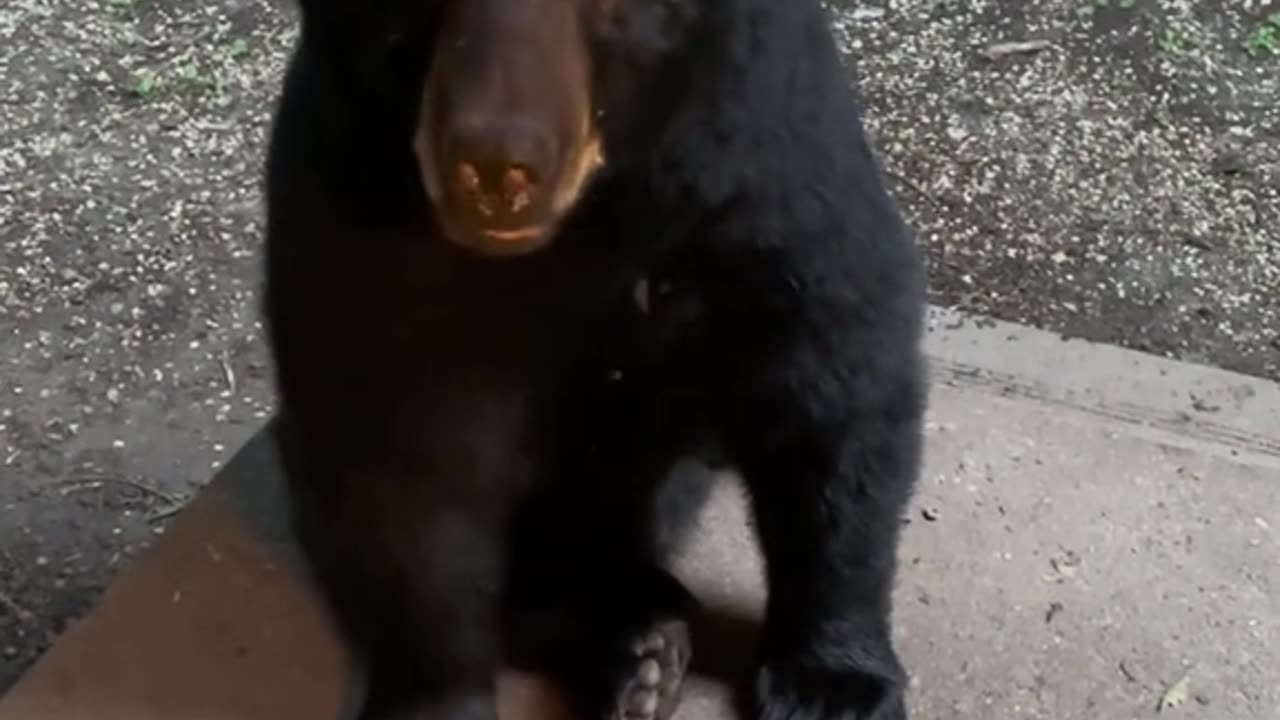 A Bear-y Good Boy