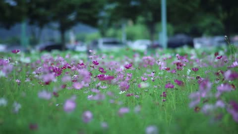 Nature Pink