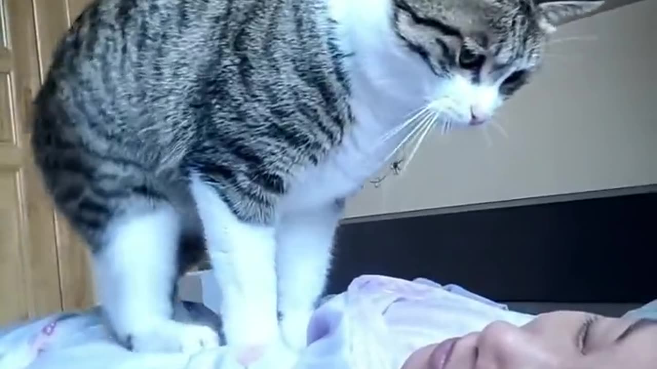 Cat wakes up his owner..