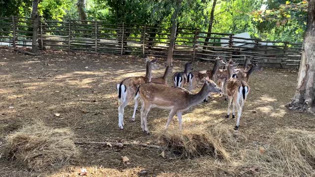 Amazing wild deer, friendly and kind with people