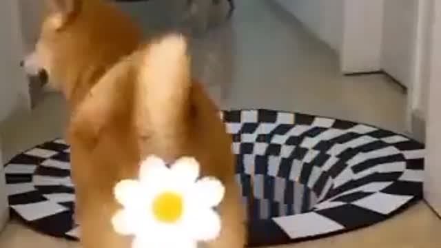 Cats vs Dogs... 😂