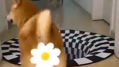 Cats vs Dogs... 😂