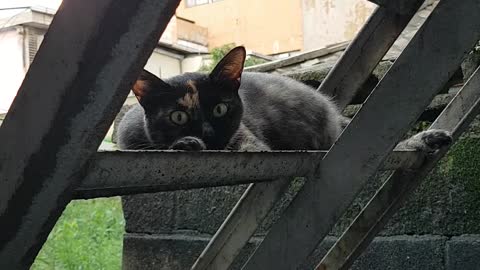 The cat is looking at me on the steel stairs.