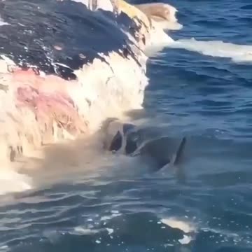 A dead whale is the oceanic equivalent of a buffet table.