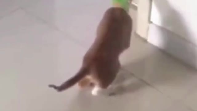 Funny Cat Sticks Its Head in a Tube #shorts