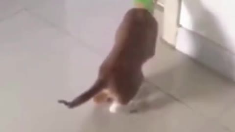 Funny Cat Sticks Its Head in a Tube #shorts