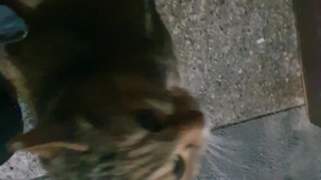 A very cute street cat 8