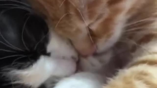 Cat kissing two brother❤️My love cat 🥰Cute cat love😘Omg so lovely cat😍The wor