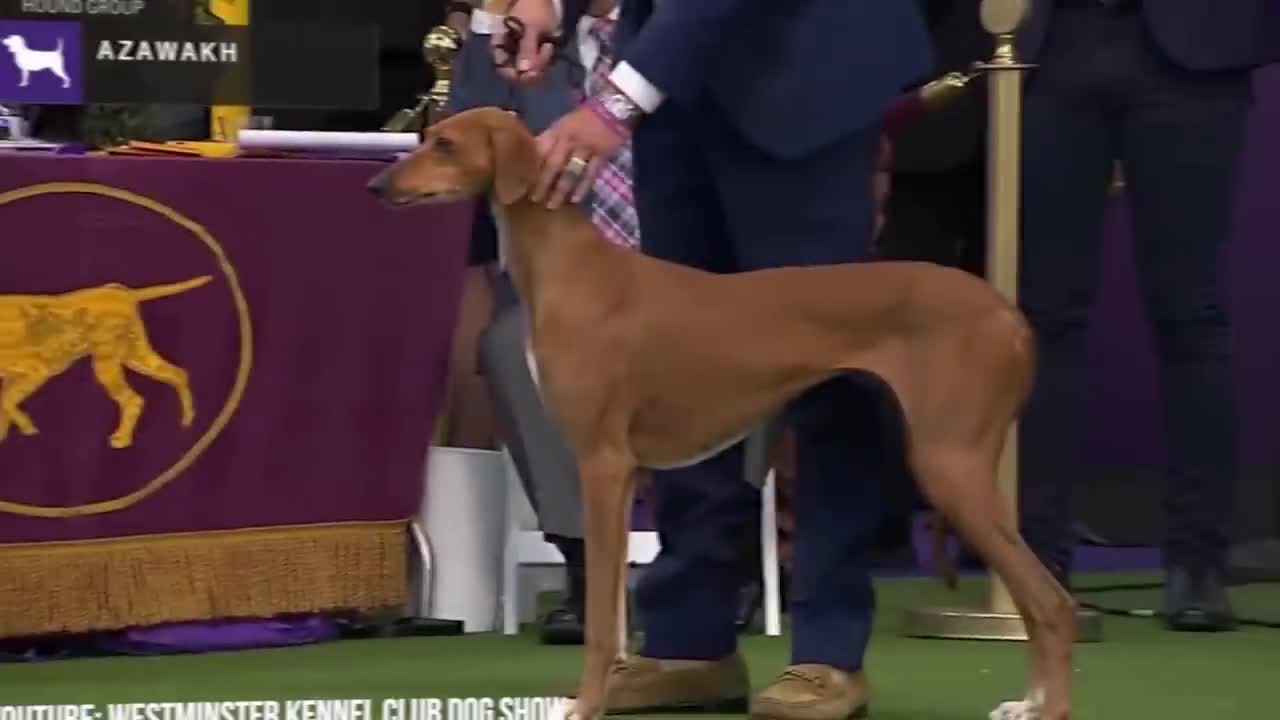 Most expensive dogs in the world