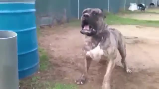 Banned - world's most dangerous dogs