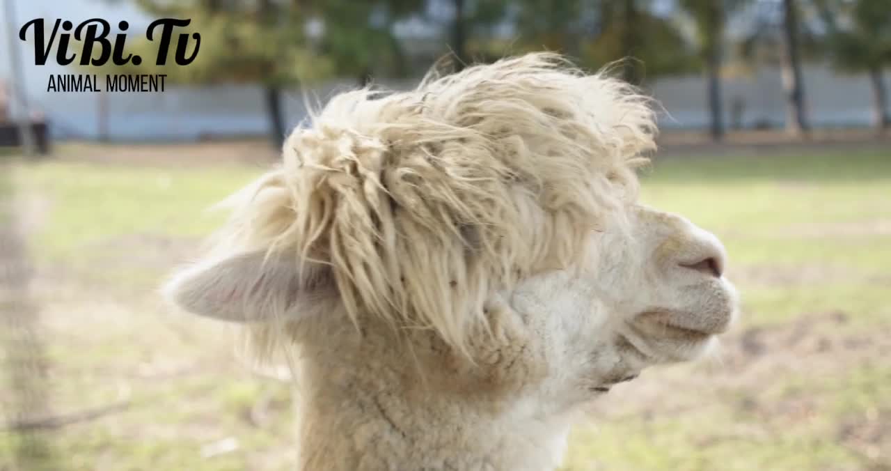 What animal is this?
