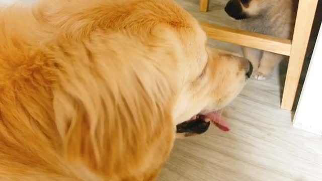 A large dog playing with a puppy 3 (Golden Retriever)