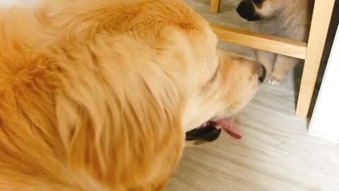 A large dog playing with a puppy 3 (Golden Retriever)