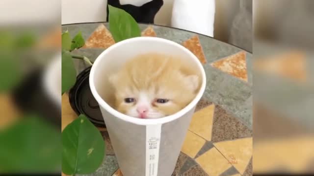 Funny catππ