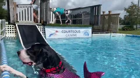 Great Dane loves swimming with her mermaid life jacket