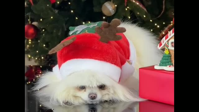 The funny christmas dog funny moment😘😙😙😗🐩🐕🐩🐕😗😚😙🐕🐕