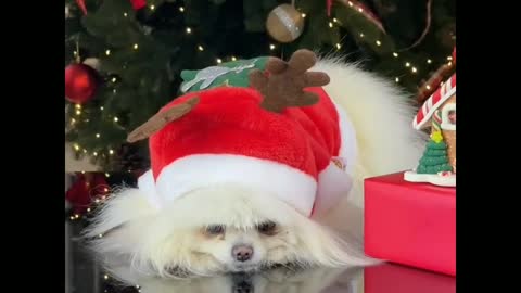 The funny christmas dog funny moment😘😙😙😗🐩🐕🐩🐕😗😚😙🐕🐕