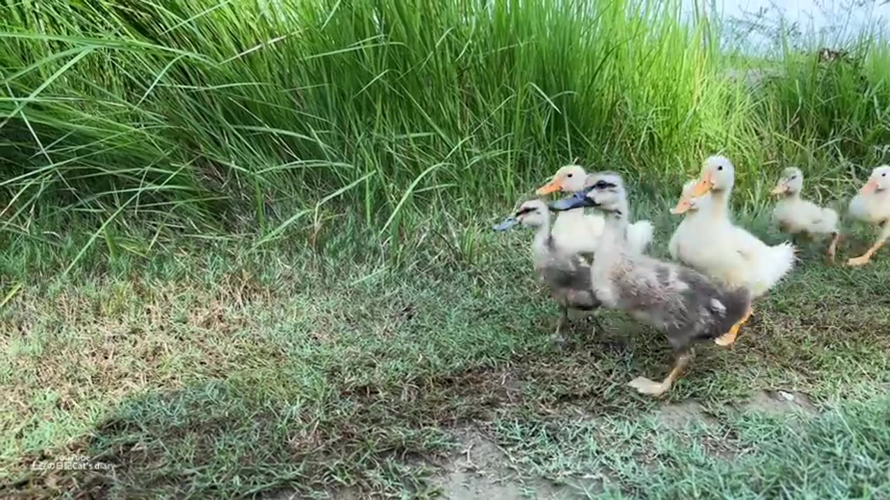 The kitten is so awesome that he tamed a group of ducklings!