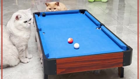 Cats 🐈 🐈Playing Snooker