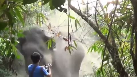 A wild elephant showed that it is not worth entering its territory.