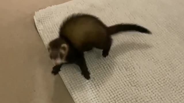 Cute Ferret Going Crazy