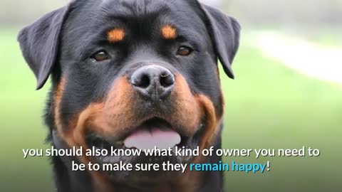 Amazing Rottweiler - The Good and The Bad!