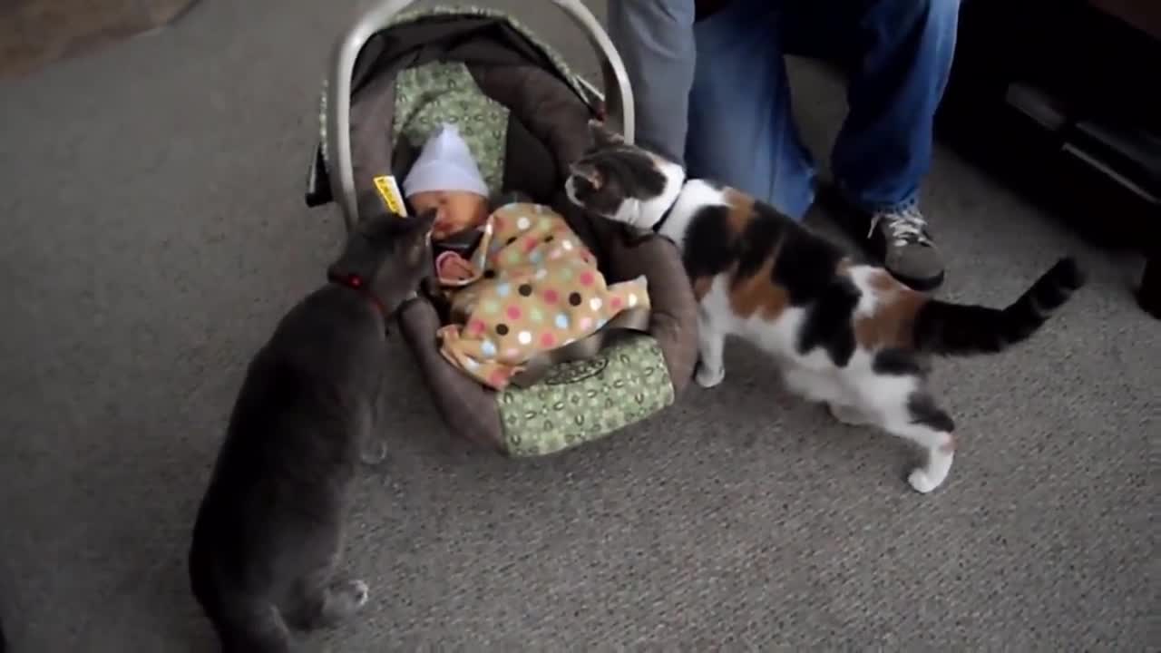 Cats meet baby for the first time - PART 2