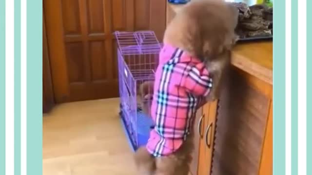 Cute and Funny Dogs Videos Compilation