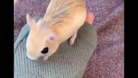 Cute baby animals Videos Compilation cute moment of the animals