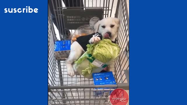 gatos y perros haciendo de las de ellos