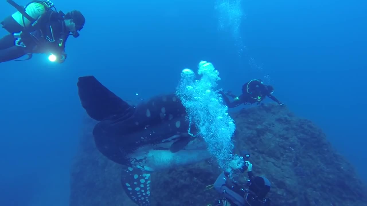 Divers Dwarfed By Enormous Sunfish