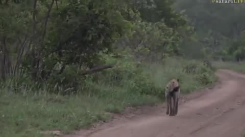 Jan 12, 2017- Sunrise- Kuma, Kala and Corky (Hyenas)