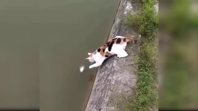 Baby Cats Cute and funny Baby cat