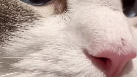 Cute Cat Sounds