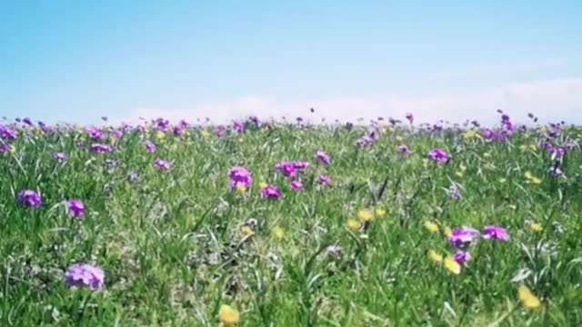 Running with good friends on the endless grassland