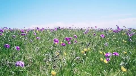 Running with good friends on the endless grassland