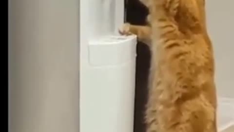 Funny cat