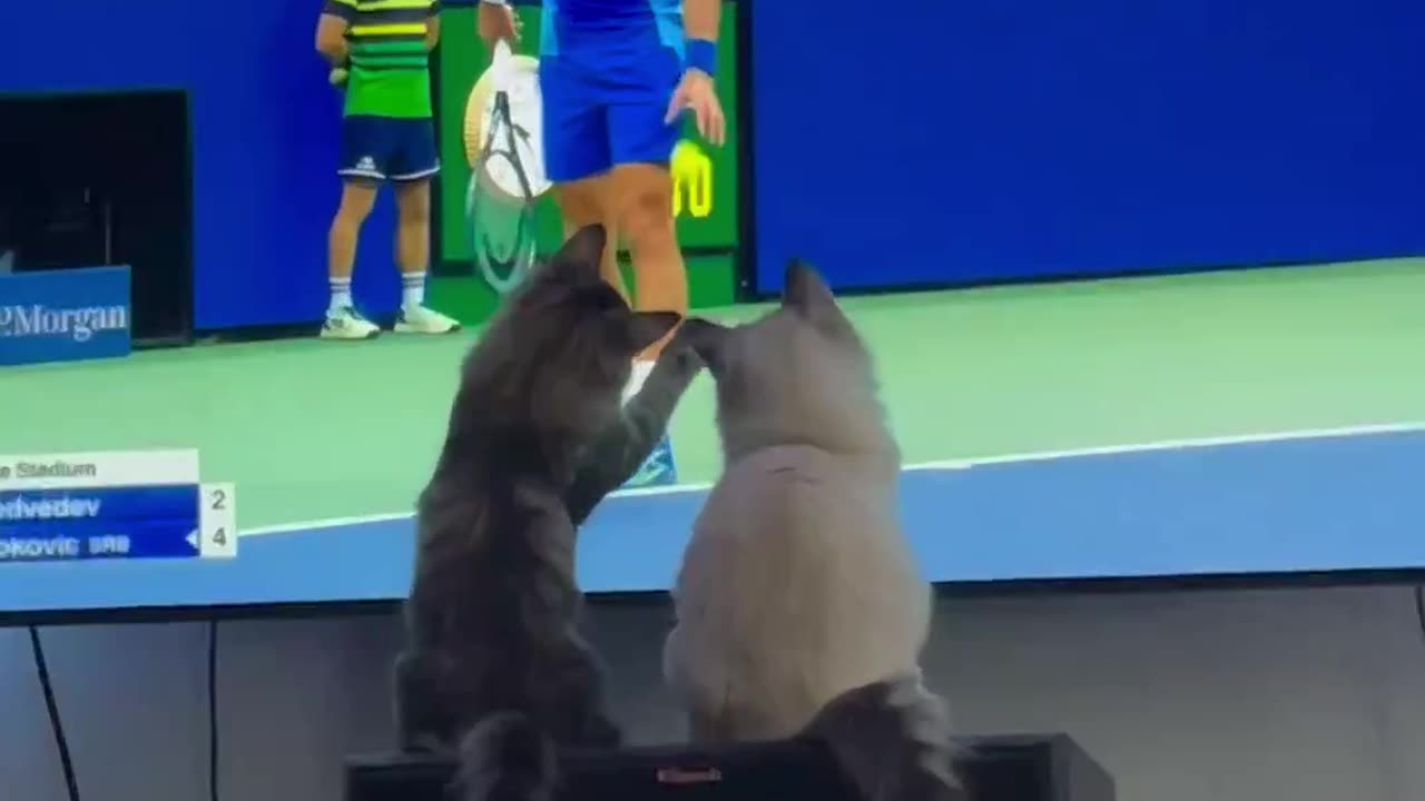 The Hilarious World of Cats and Dog Antics: A Hundred Moments of Mirth"
