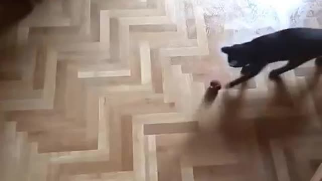 Young kitty playing on a wet floor