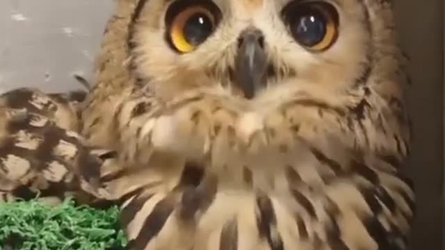 Big eyed owl