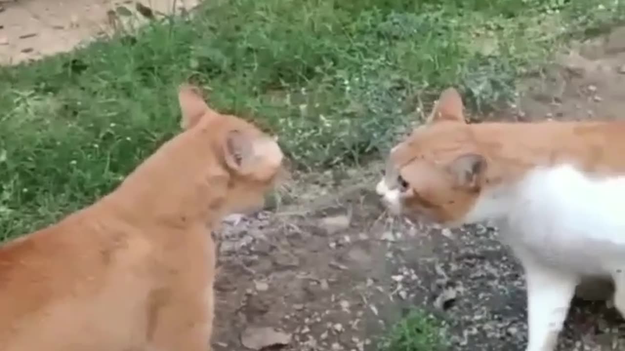 Funny cats Reactions