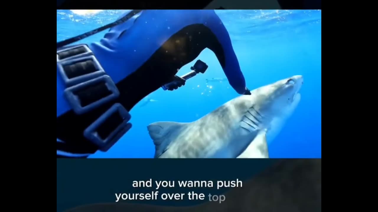 How To Deter A Large Shark 🦈