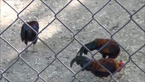 gallinas en el campo