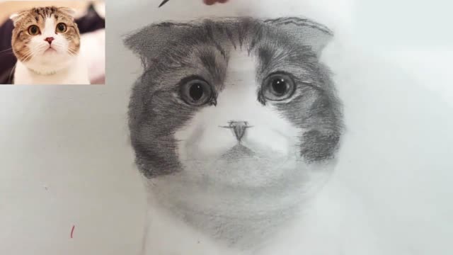 The detailed drawing process of sketching cats is easy to learn9