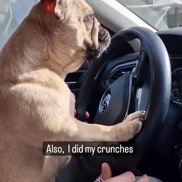 "Paws on the Wheel: Adorable Puppy Takes a Joyride"