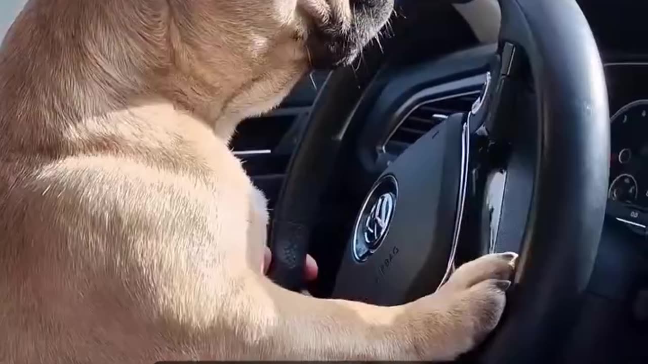 "Paws on the Wheel: Adorable Puppy Takes a Joyride"