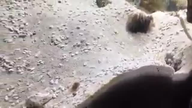 Two Fish Fight by Spitting Sand on Each Other