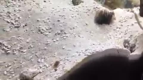 Two Fish Fight by Spitting Sand on Each Other