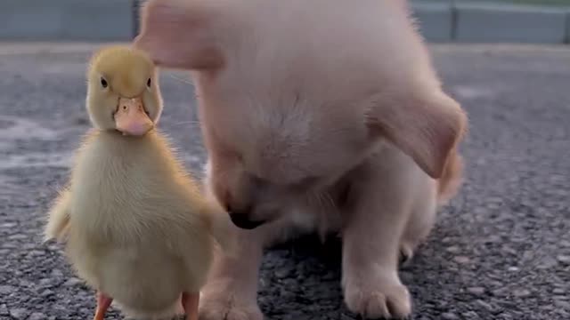 Puppy and duckling are playing together. They are so happy